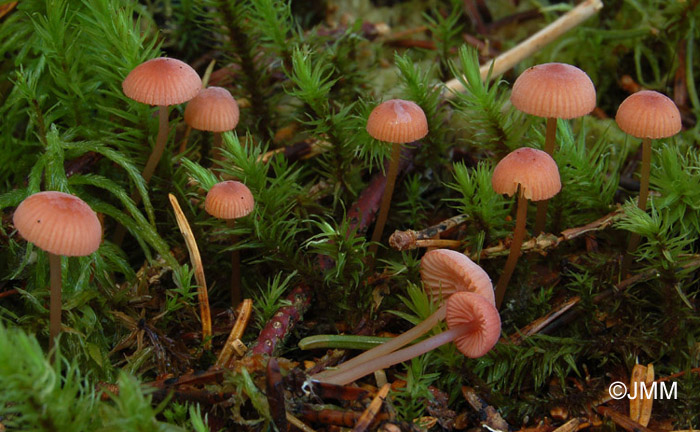 Mycena rosella