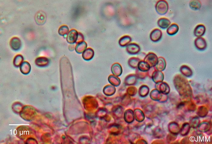 Myxomphalia maura  : spores et cystides