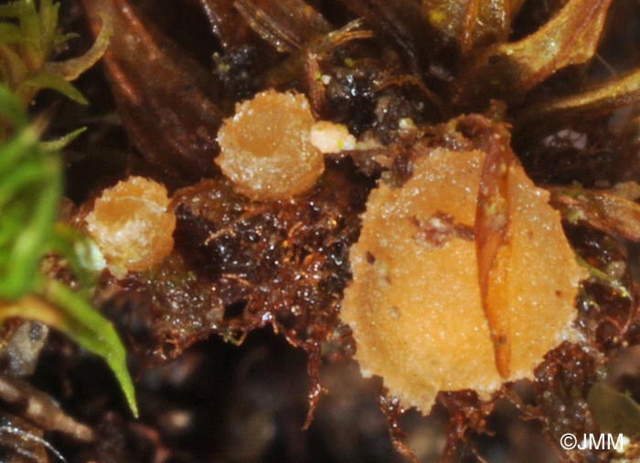 Octospora affinis