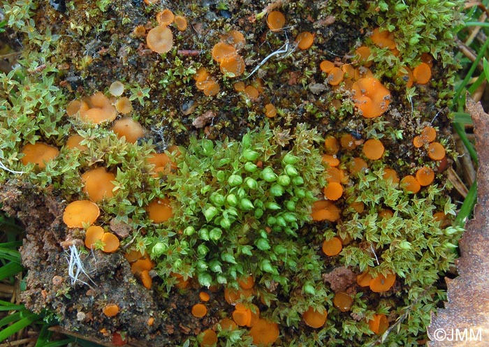 Octospora excipulata = Octospora roxheimii