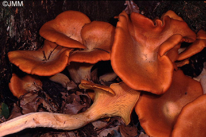Omphalotus illudens