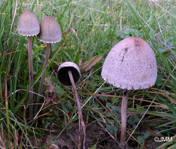 Panaeolus papilionaceus = Panaeolus sphinctrinus = Panaeolus campanulatus