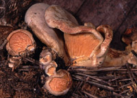 Tapinella panuoides f. ionipes = Paxillus panuoides f. ionipus