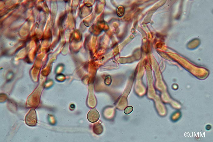 Phaeogalera dissimulans : spores et cheilocystides