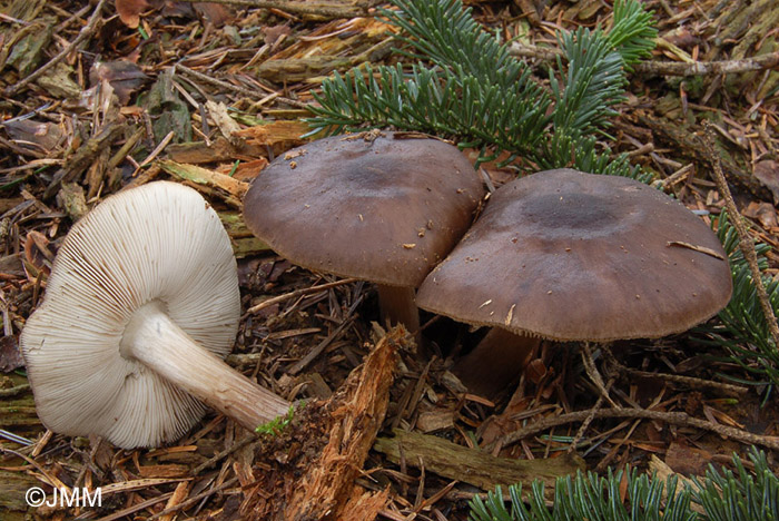 Pluteus pouzarianus