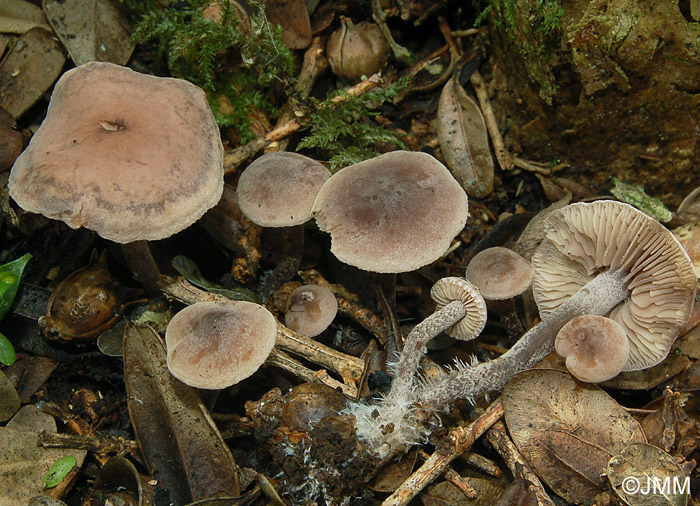 Pseudobaeospora brunnea