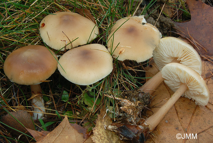 Rhodocollybia butyracea f. asema