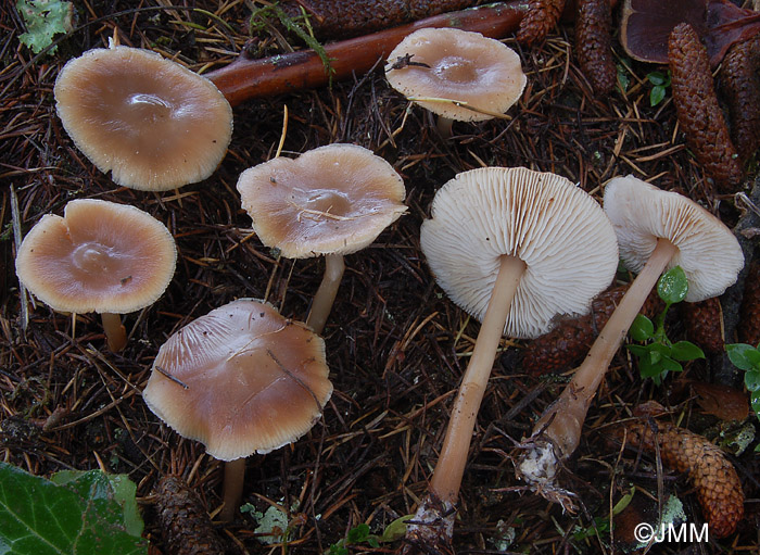 Rhodocollybia butyracea f. asema