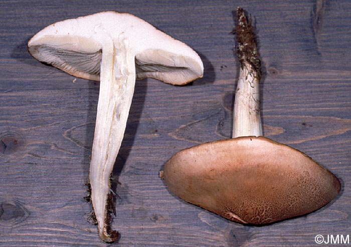 Rhodocollybia fodiens = Collybia fodiens