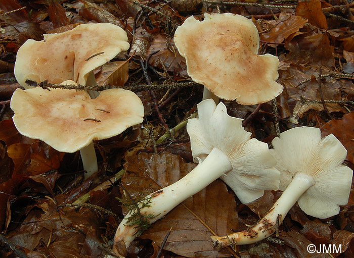 Rhodocollybia maculata