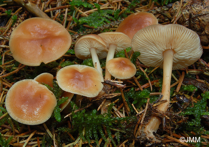 Rhodocollybia prolixa var. distorta