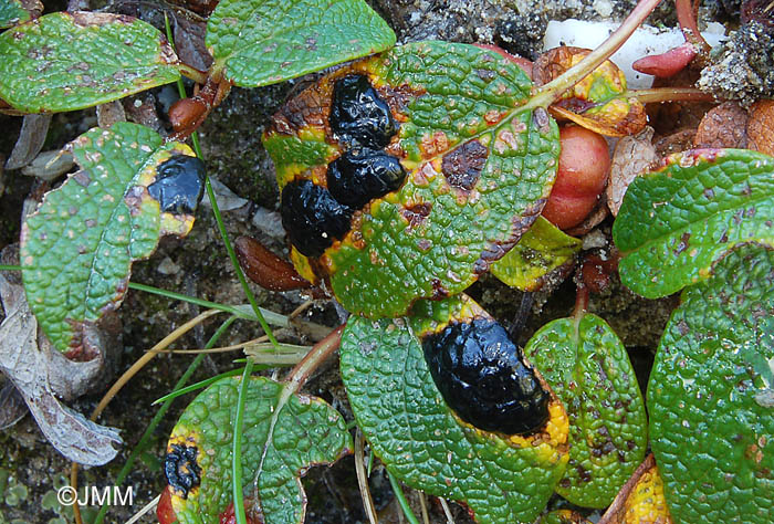 Salix reticulata parasit par Rhytisma salicinum 