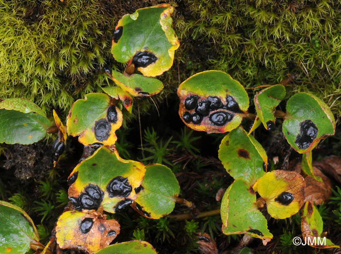 Salix herbacea parasit par Rhytisma salicinum