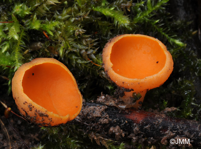 Sarcoscypha austriaca f. orange