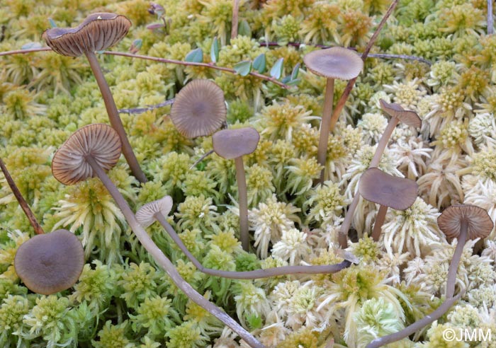 Tephrocybe palustris = Lyophyllum palustre