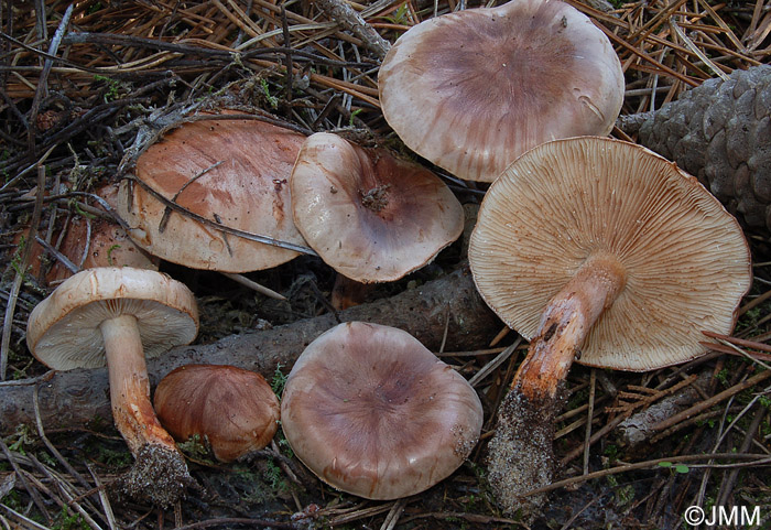 Tricholoma pessundatum