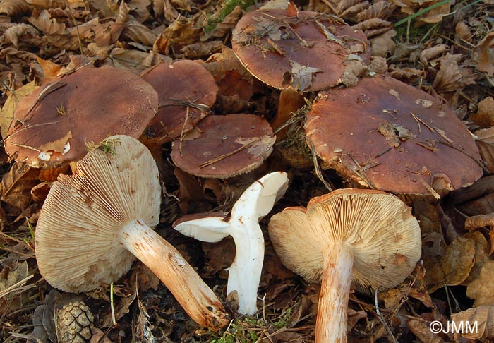 Tricholoma tridentinum