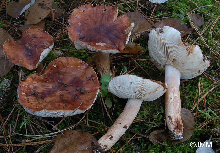 Tricholoma tridentinum