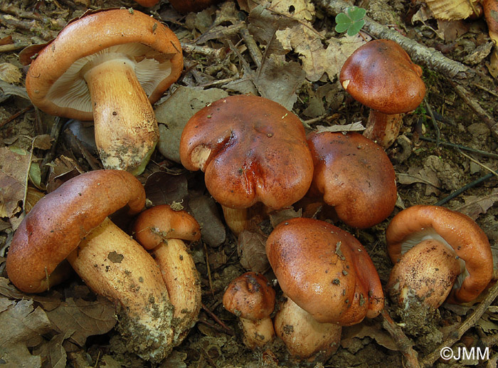 Tricholoma ustaloides
