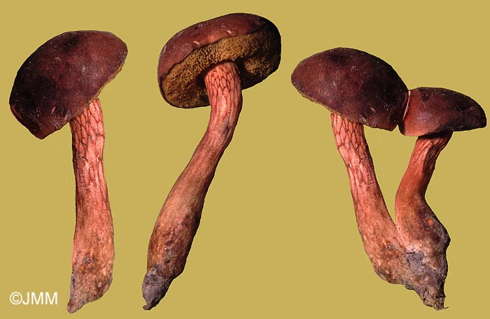 Xerocomus silwoodensis