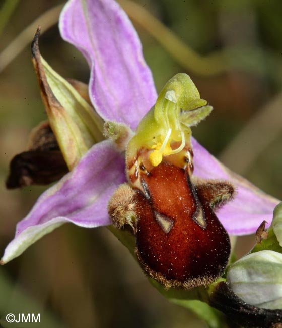 Ophrys apifera f. fulvofusca