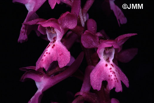 Orchis olbiensis