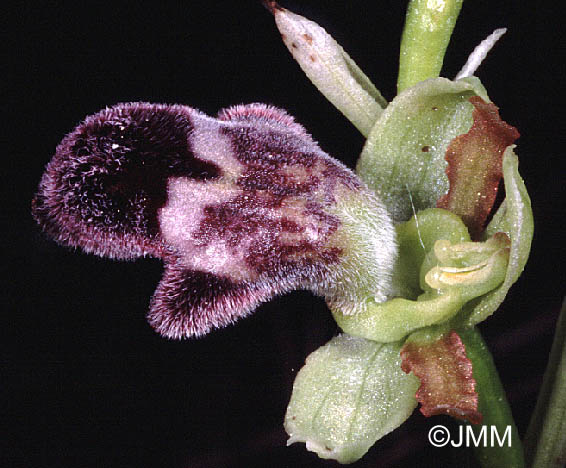 Ophrys dyris
