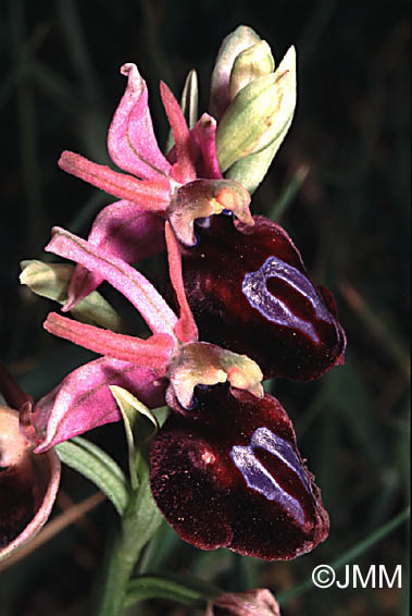 Ophrys ferrum equinum var. subtriloba