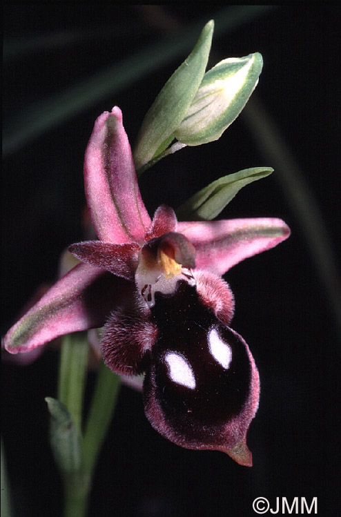 Ophrys reinholdii 