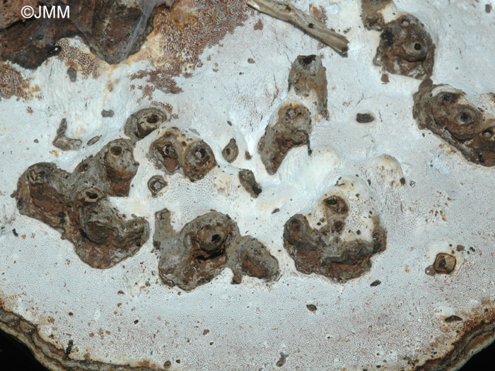 Ganoderma applanatum parasit par le diptre Agathomia wankowiczi