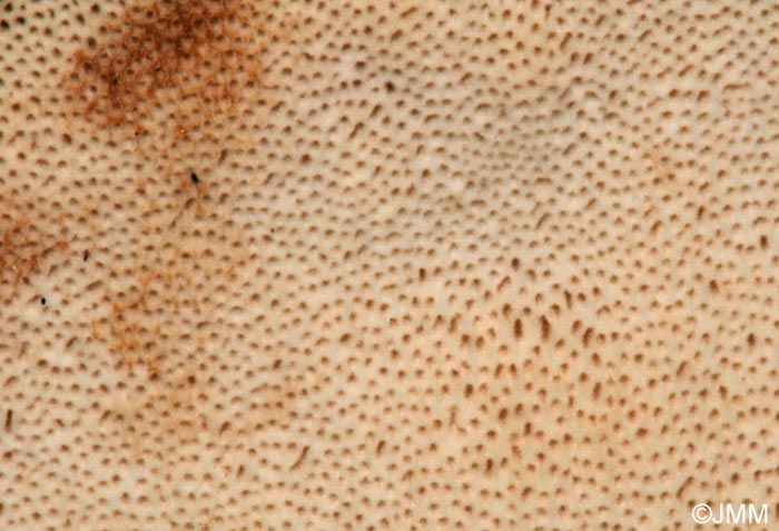 Ischnoderma benzoinum : surface pore