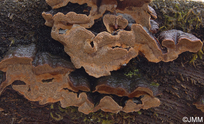 Phellinus chrysoloma