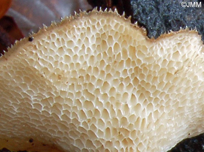 Polyporus arcularius : surface pore
