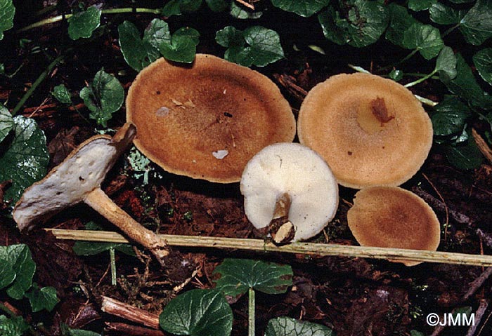 Polyporus ciliatus = Polyporus lepideus