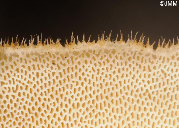 Polyporus ciliatus : dtail de la surface pore
