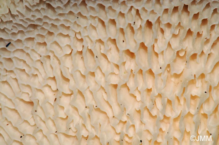 Polyporus squamosus : surface pore