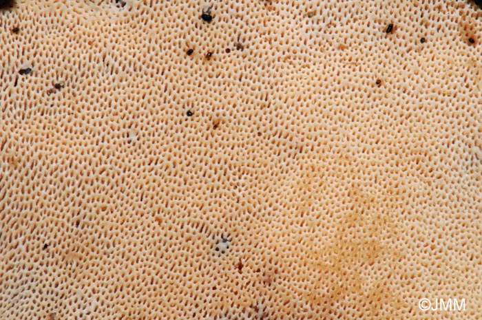 Polyporus varius : surface pore