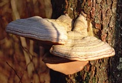 Fomes fomentarius