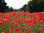 Papaver rhoeas.JPG (16983 octets)