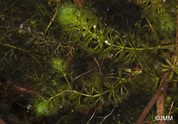 Aldrovanda vesiculosa et Utricularia bremii