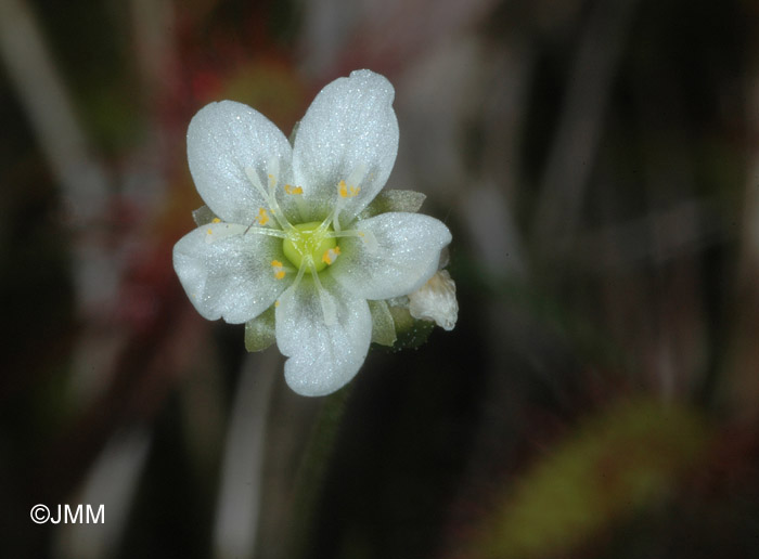 Drosera longifolia