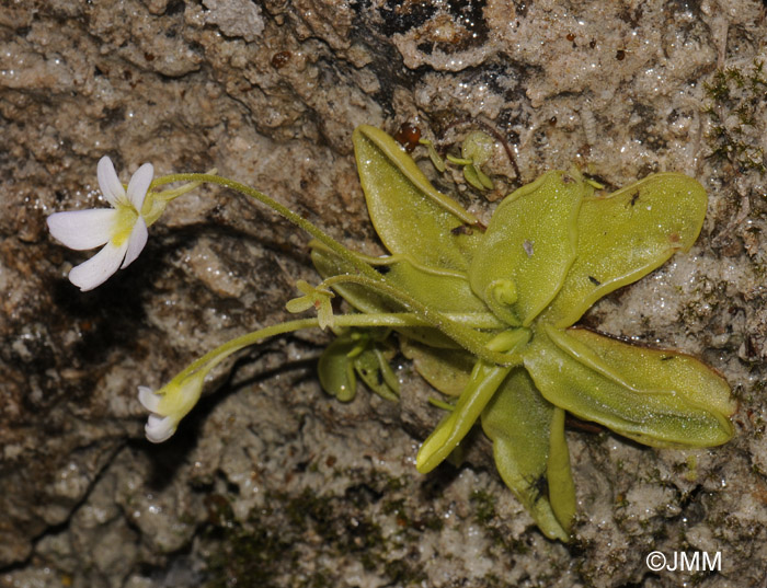 Pinguicula crystallina subsp. hirtiflora