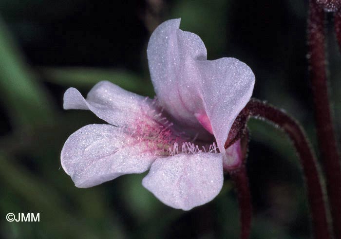 Pinguicula grandiflora subsp. rosea 