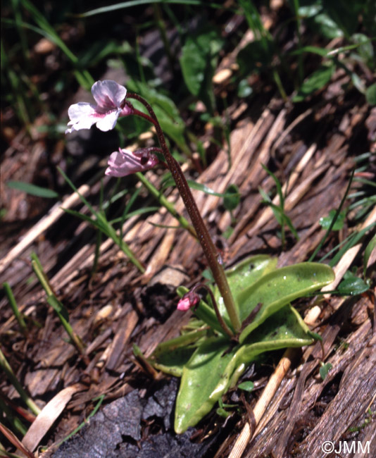 Pinguicula grandiflora subsp. rosea