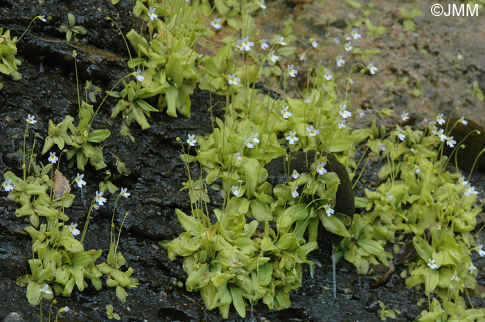 Pinguicula crystallina subsp. hirtiflora