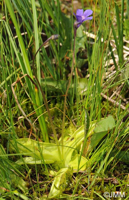 Pinguicula x gresivaudanica = Pinguicula grandiflora subsp. rosea x Pinguicula vulgaris subsp. vulgaris 