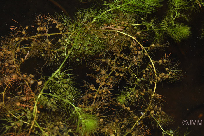 Utricularia australis