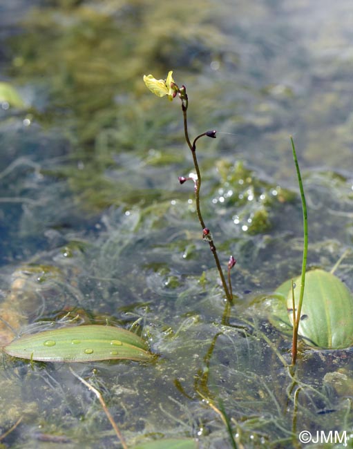 Utricularia bremii & Potamogeton nodosus