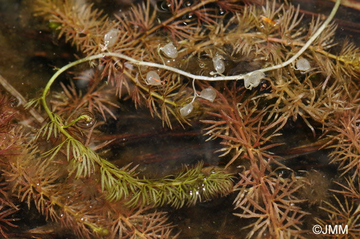 Utricularia intermedia