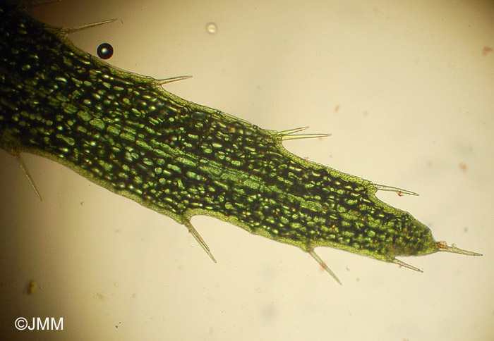 Utricularia intermedia : microscopie d'une feuille